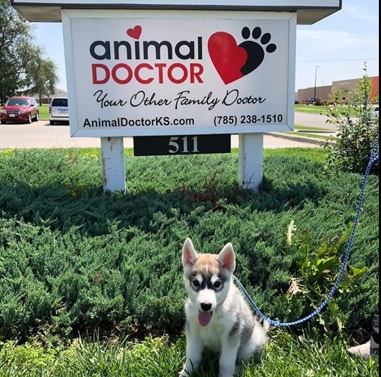 Animal Doctor Blue Hills DVMs