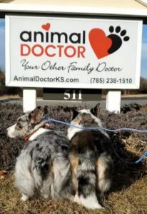 Animal Doctor
