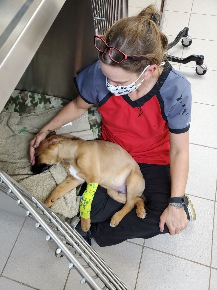 Our veterinary clinic offers dog and cat surgery services to the Junction City, KS and Manhattan, KS surrounding area. We have a full-service hospital that uses advanced, state of the art equipment and diagnostic tools.