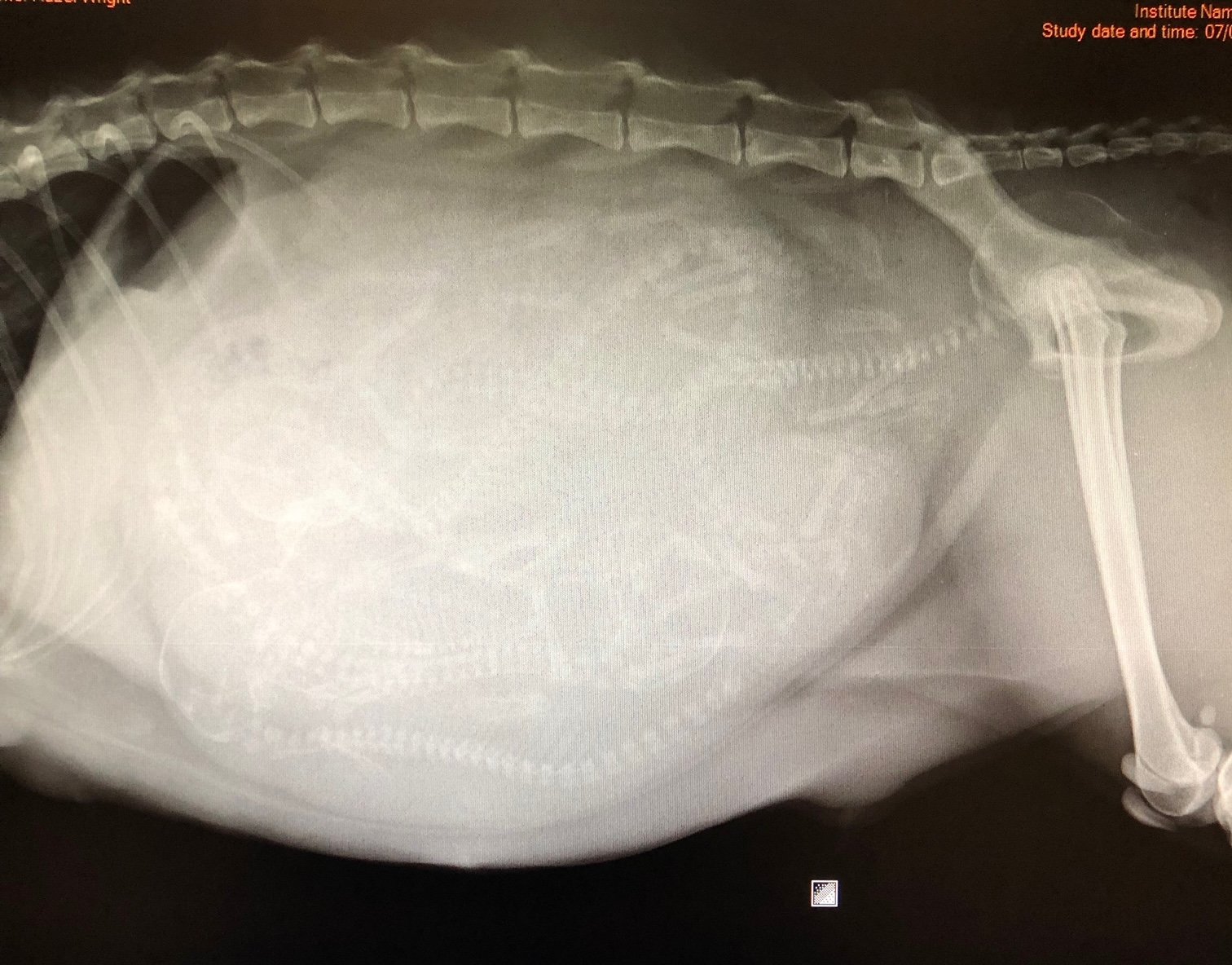 Radiograph