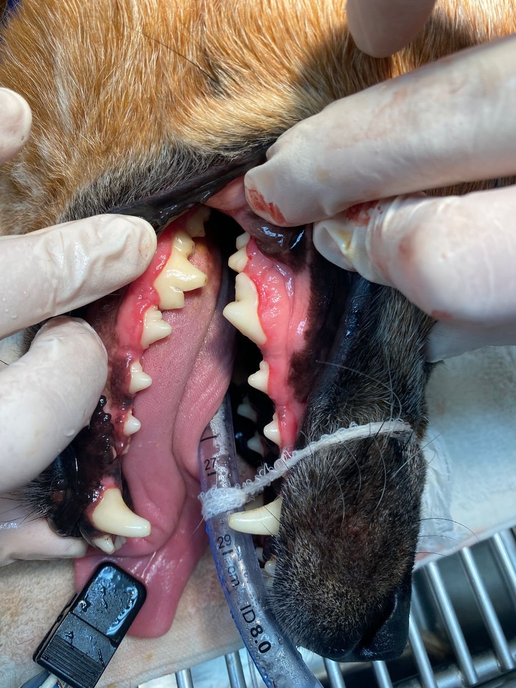 Animal Doctor