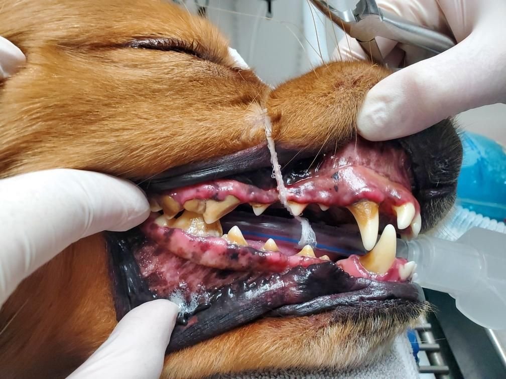 Animal Doctor Dental Disease Treatment