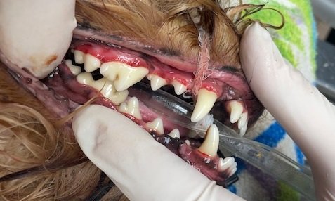 Animal Doctor
