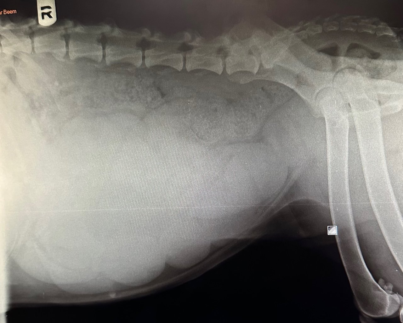 Radiograph