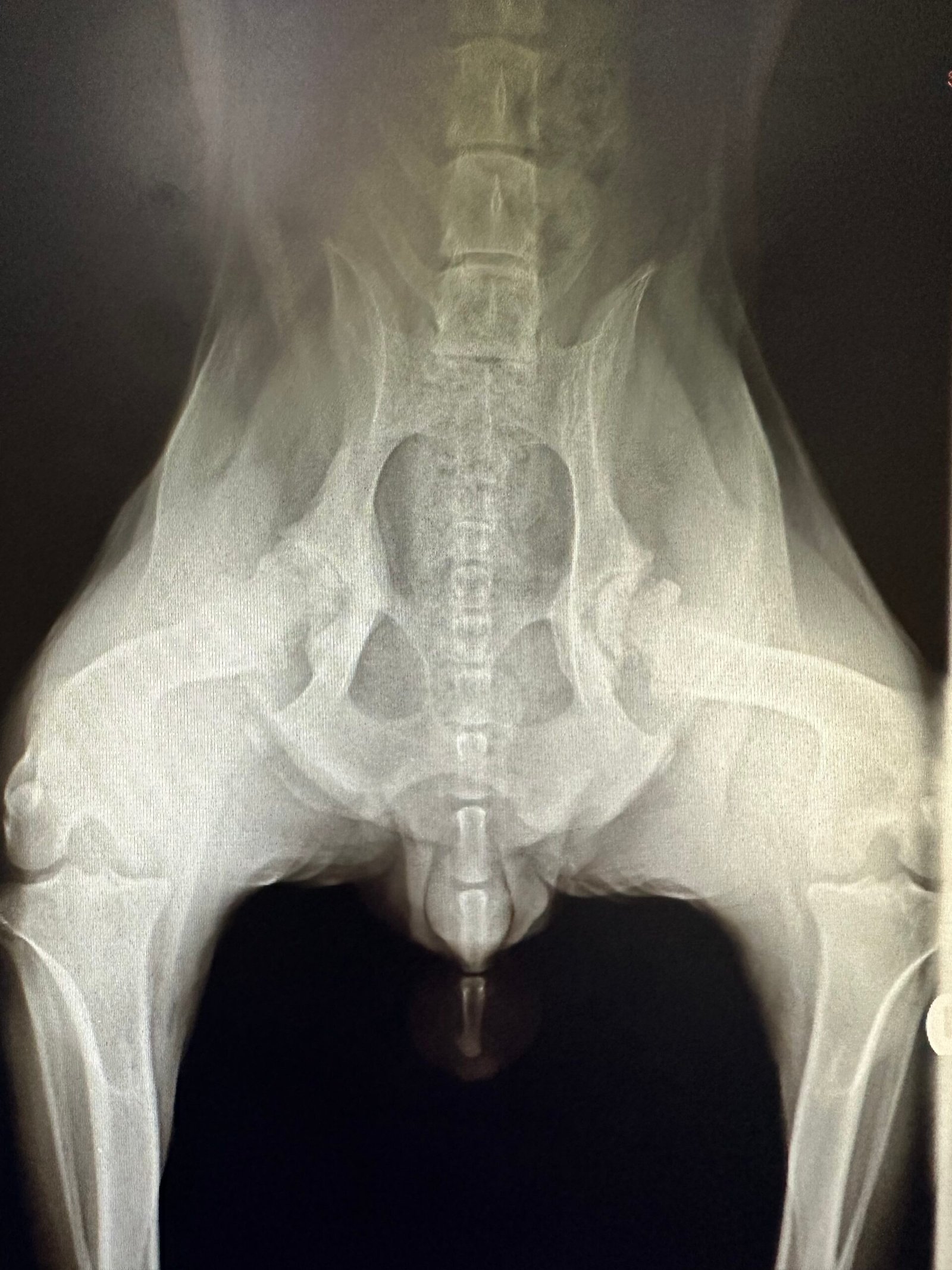 Animal Doctor Radiograph