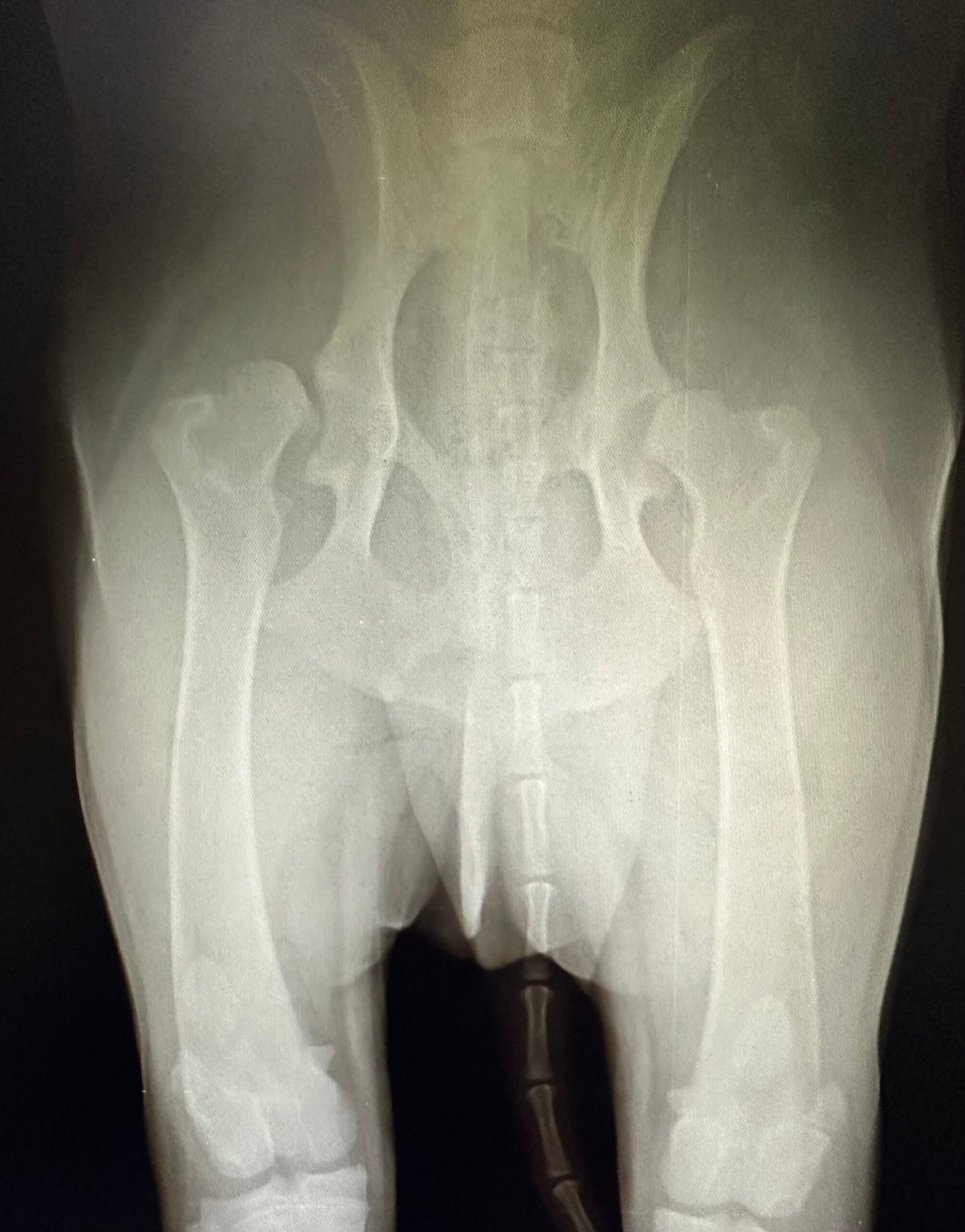 Animal Doctor Hip Dysplasia