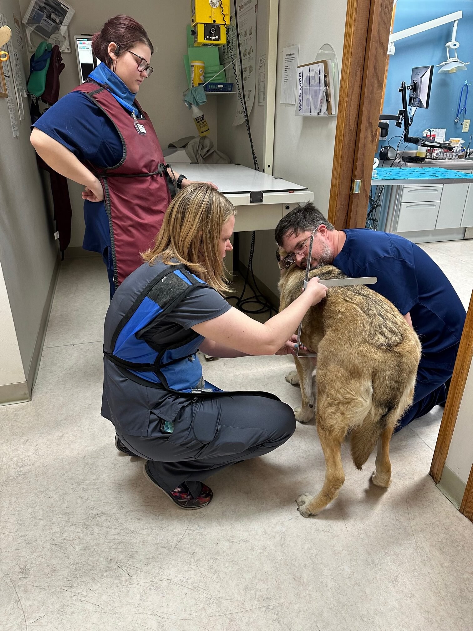 Animal Doctor Hip Dysplasia