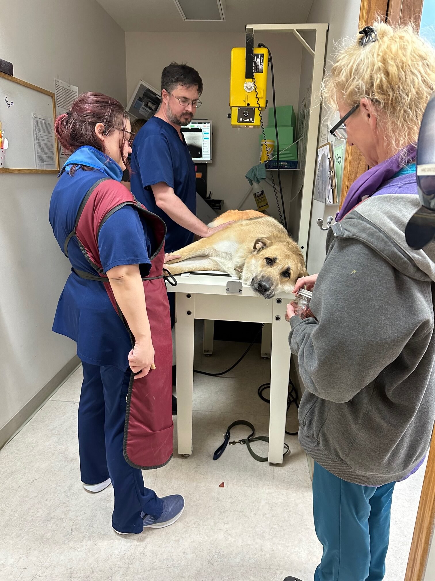 Animal Doctor Hip Dysplasia