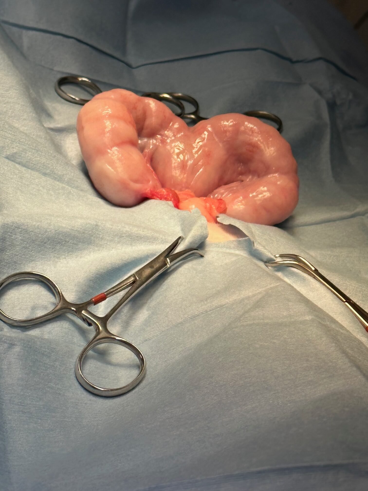 Animal Doctor Pyometra