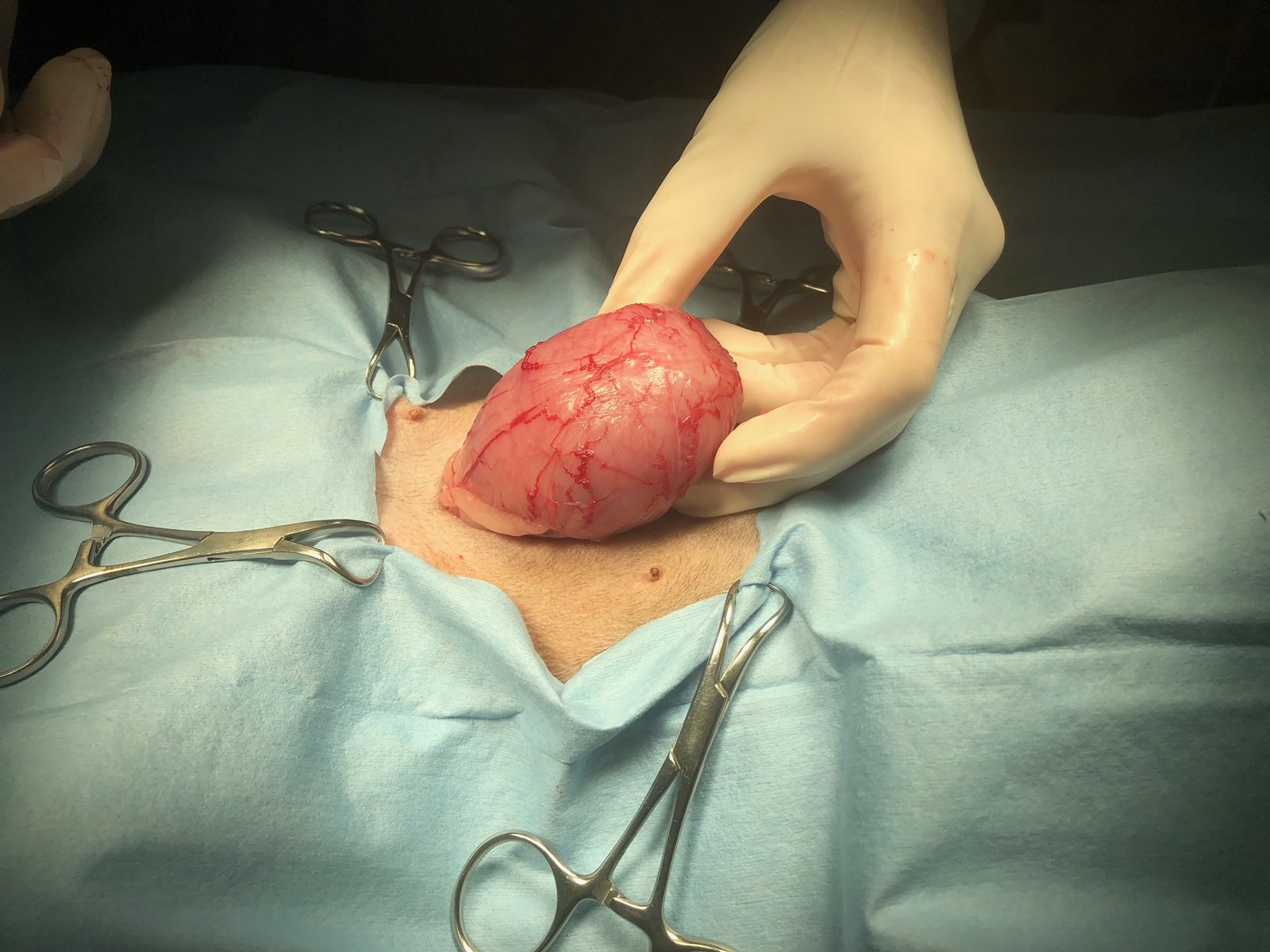Animal Doctor Cystotomy/Bladder Stone Removal