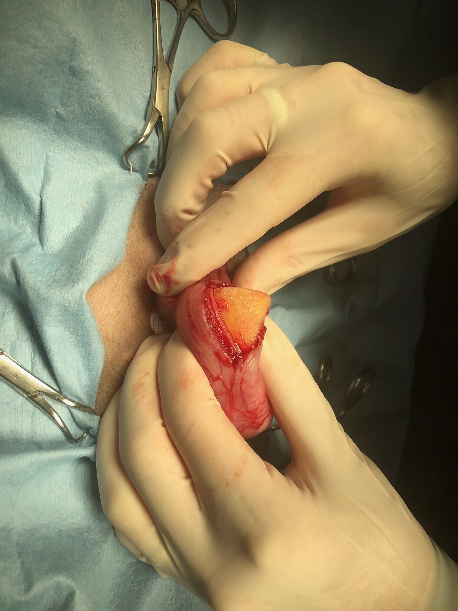 Animal Doctor Cystotomy/Bladder Stone Removal