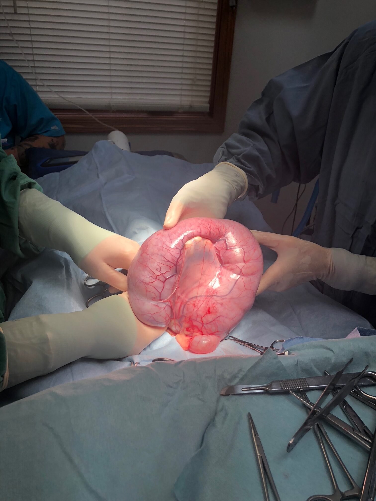 Animal Doctor Pyometra/Uterine Infection
