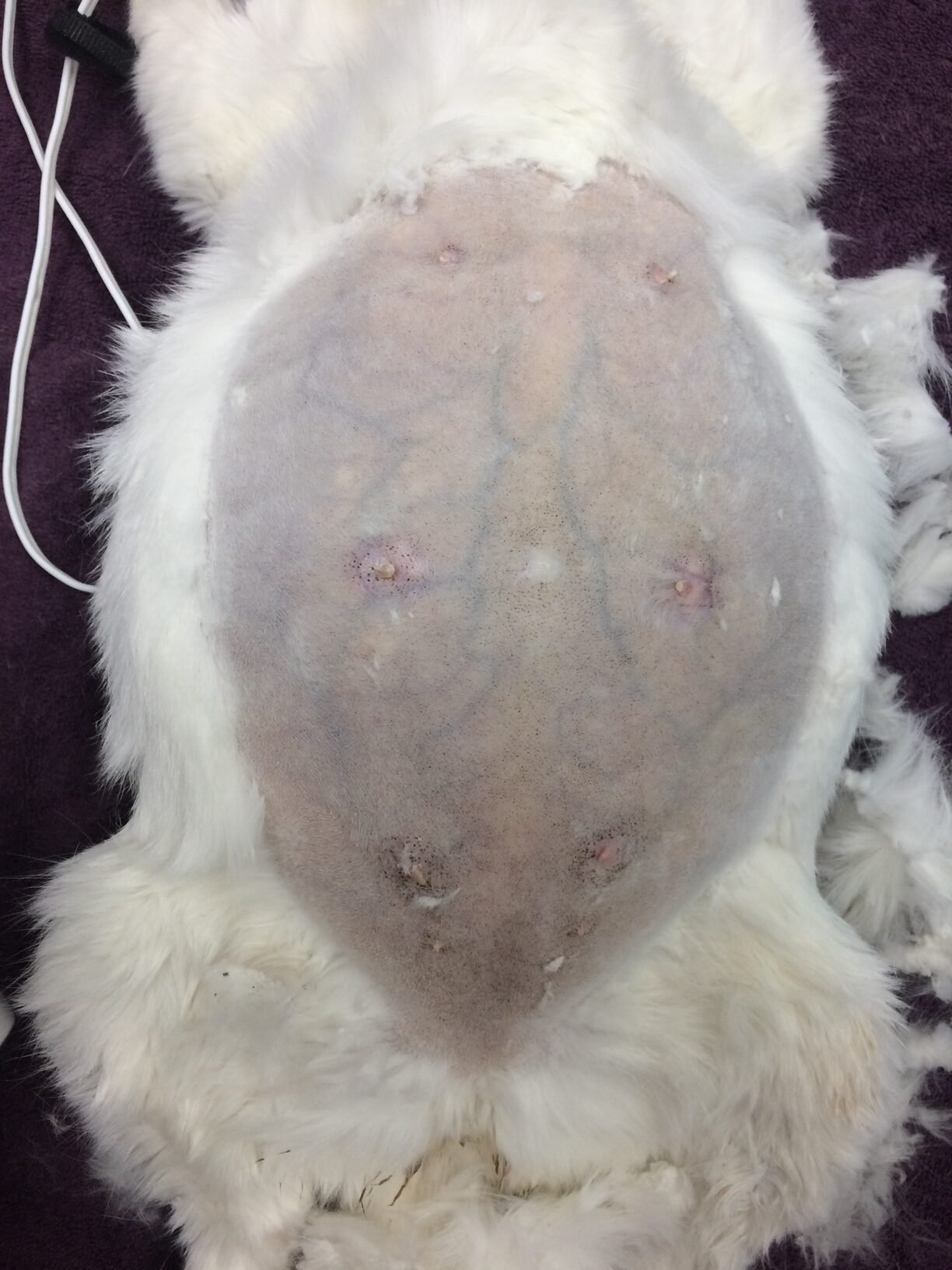Pyometra