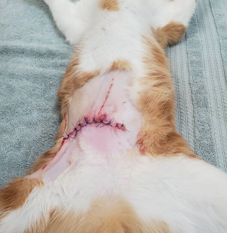 Sutures