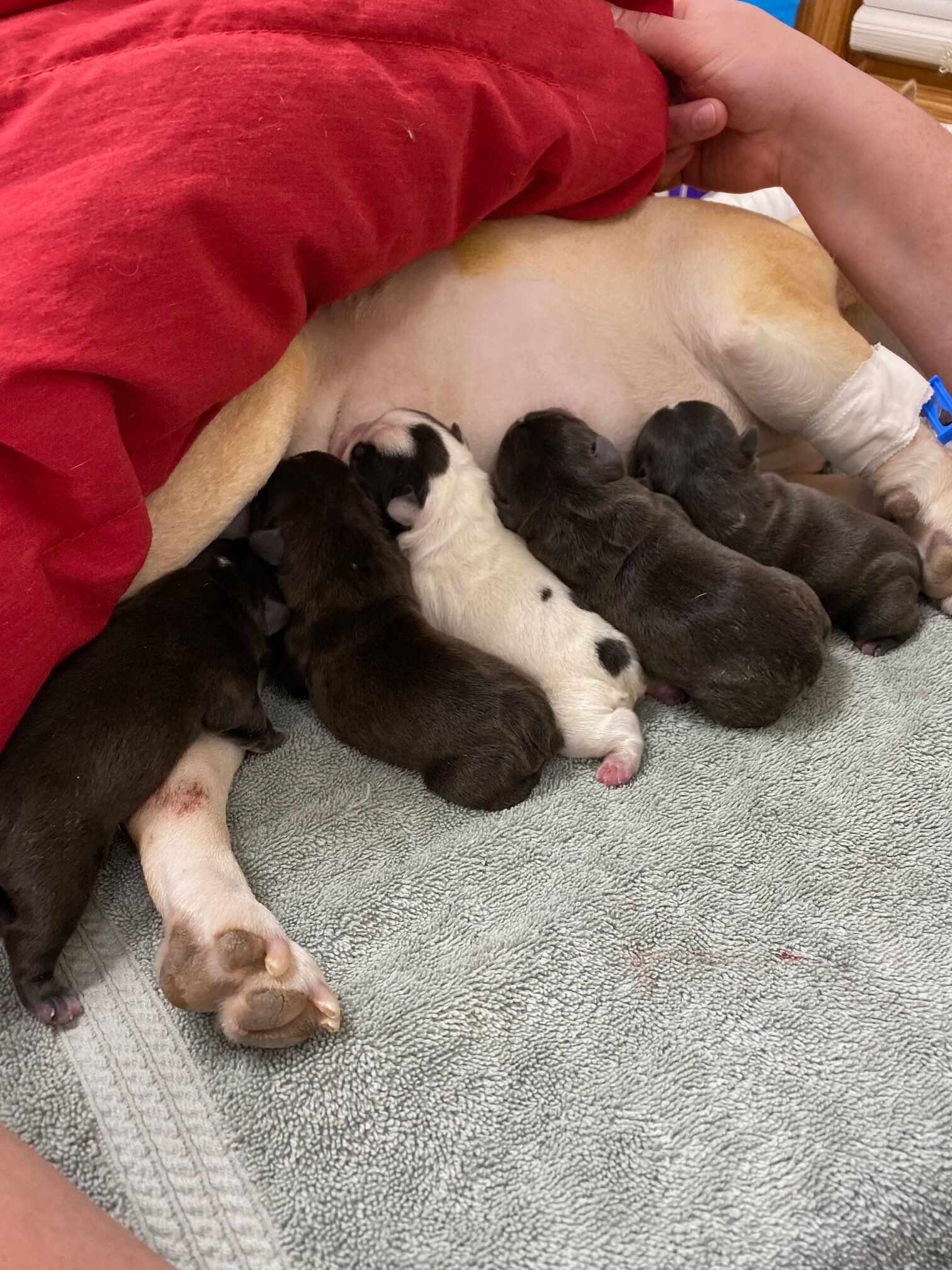 Animal Doctor Cesarean Section