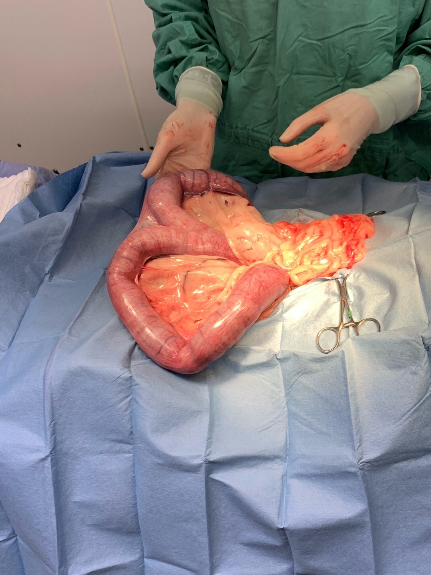 Animal Doctor Pyometra/Uterine Infection