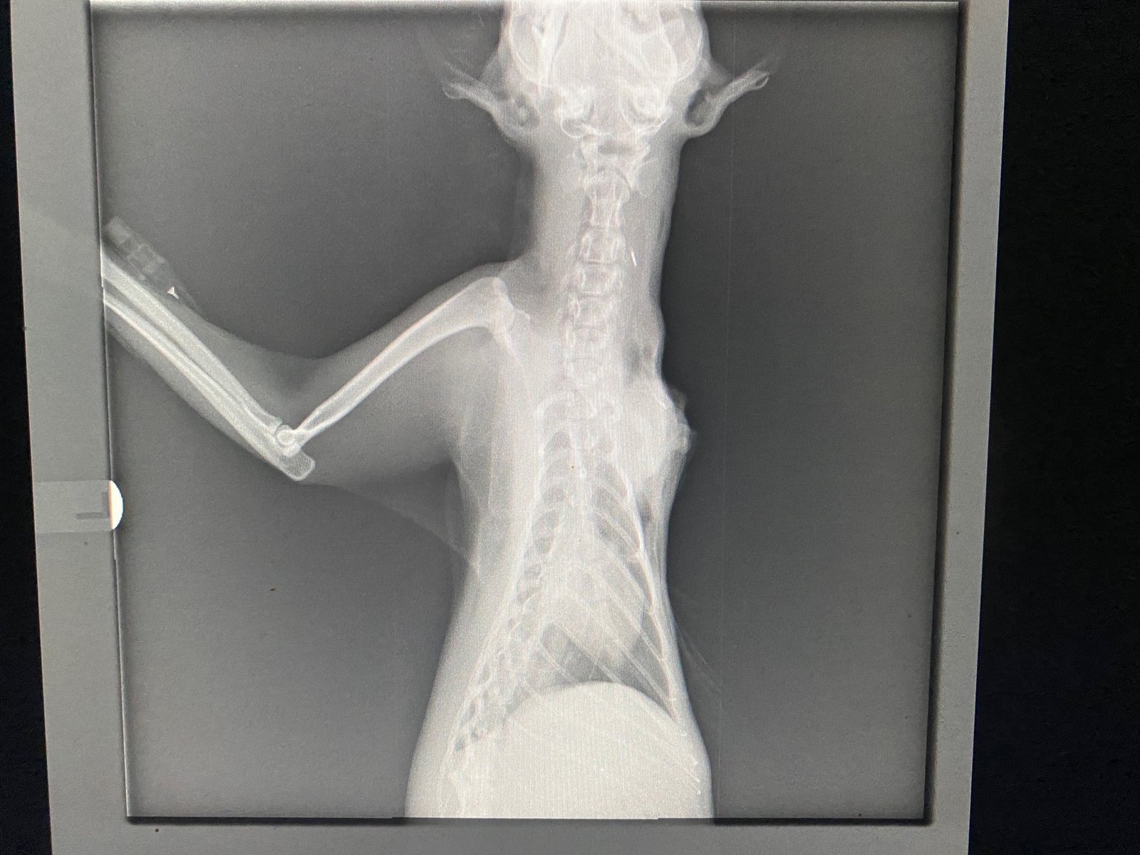 Radiograph