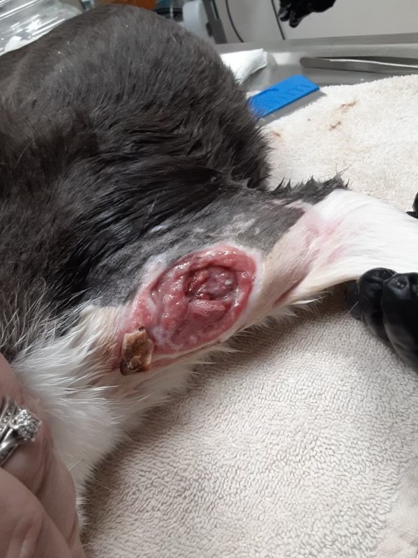 Animal Doctor Emergency Care