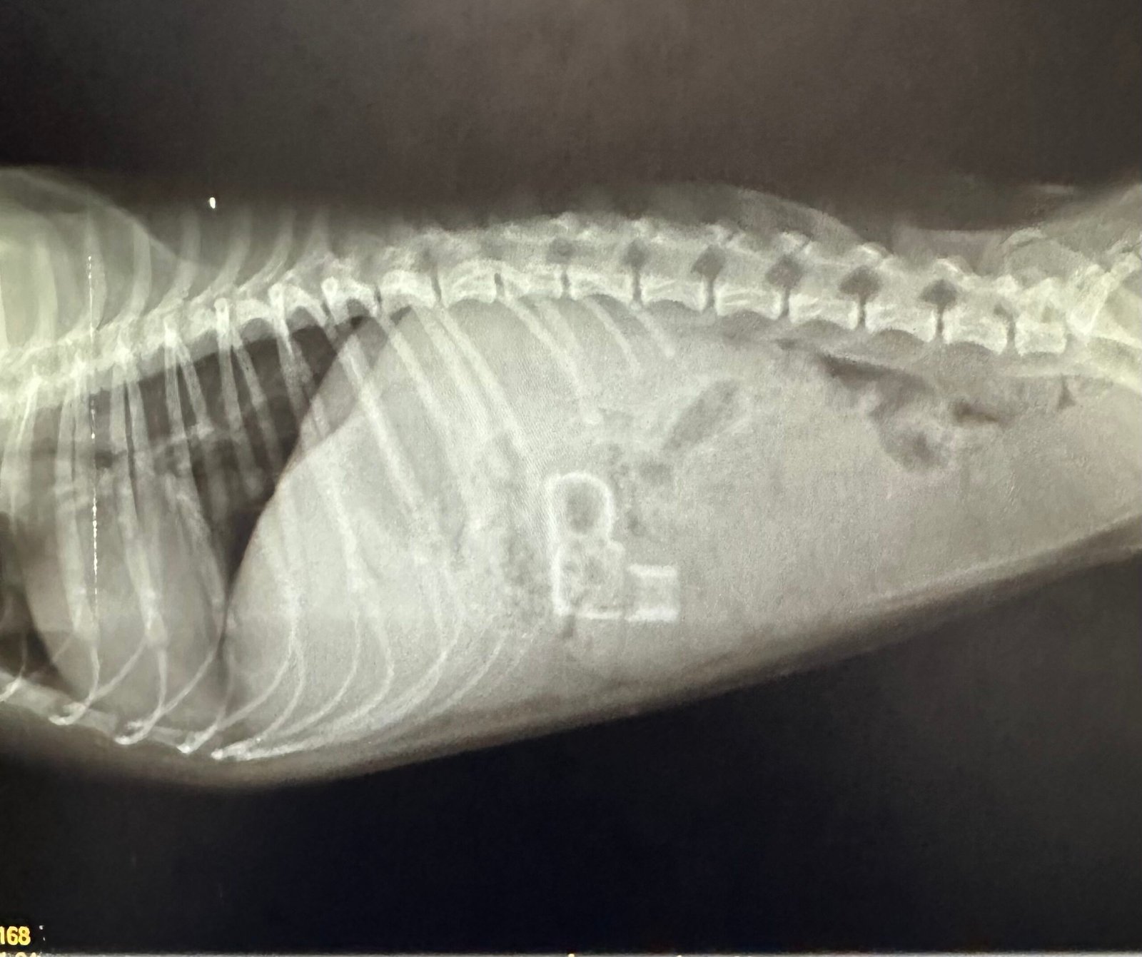 Radiograph