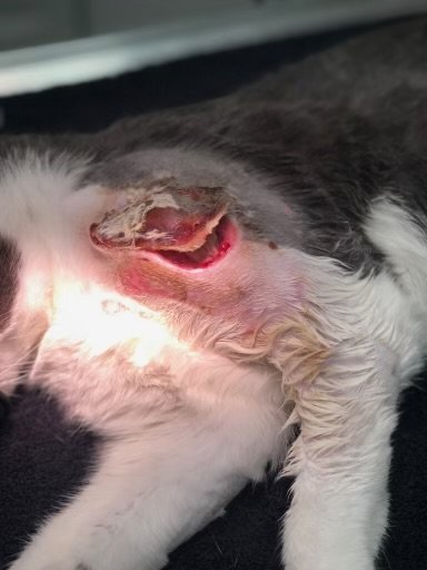 Animal Doctor Laceration Repairs