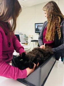 Animal Doctor Abdominocentestis