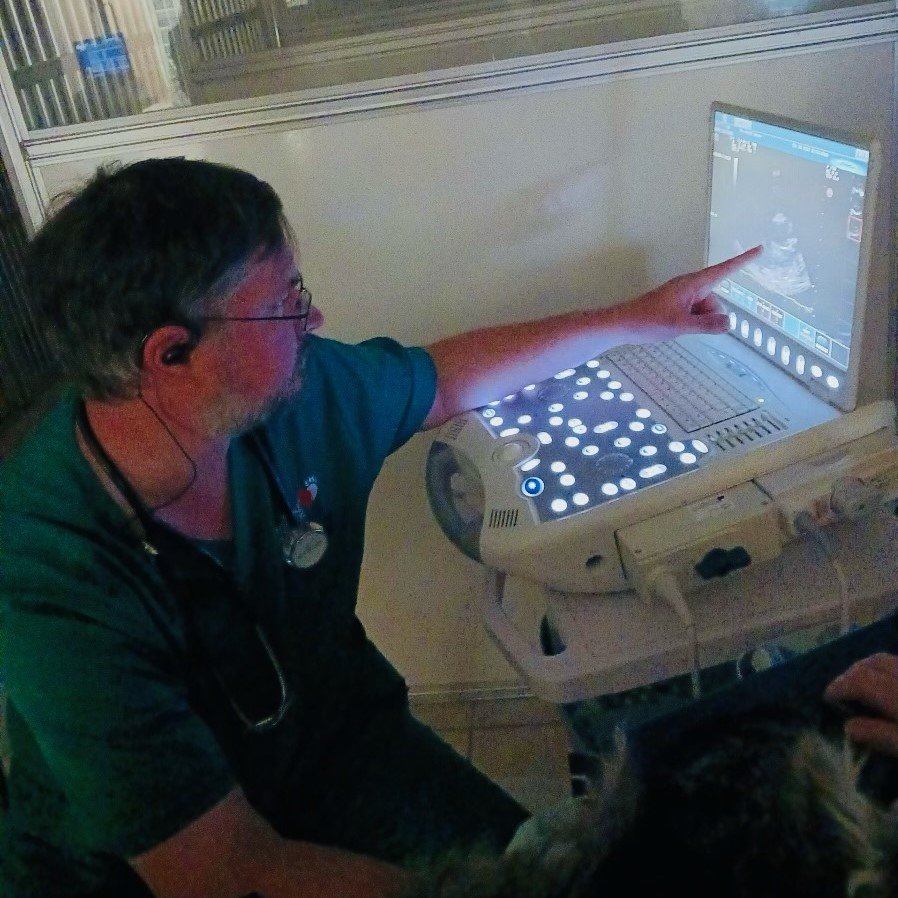 Animal Doctor Cardiology