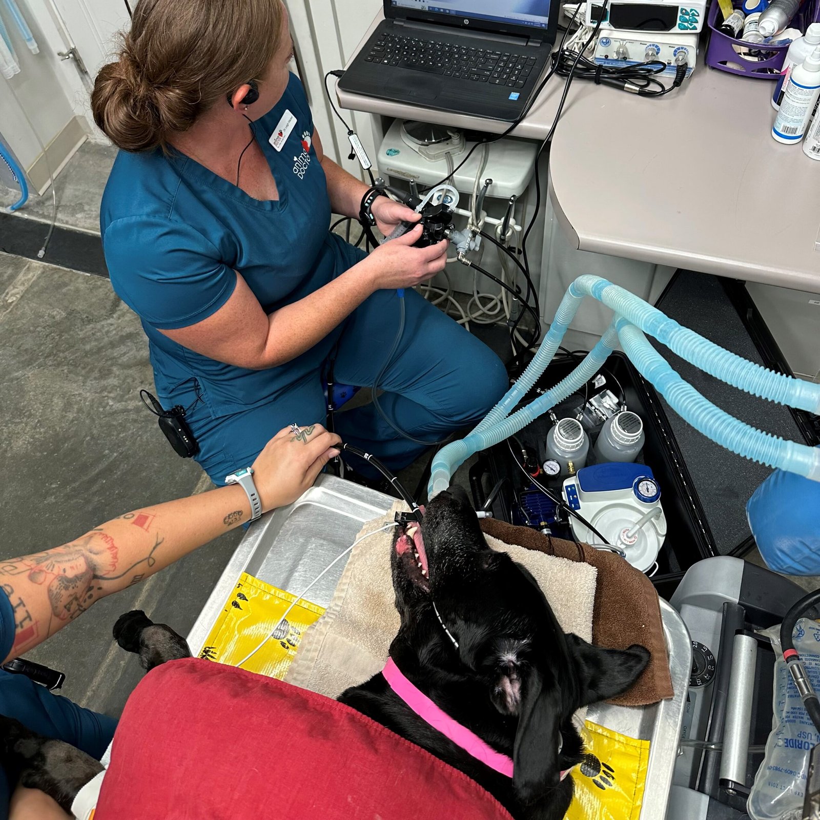 Animal Doctor Endoscopy