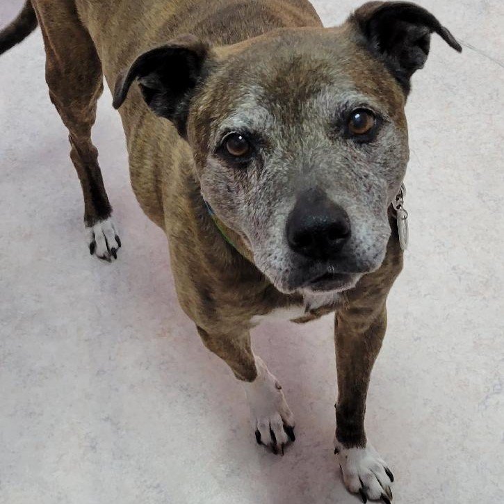 Dog Osteoarthritis