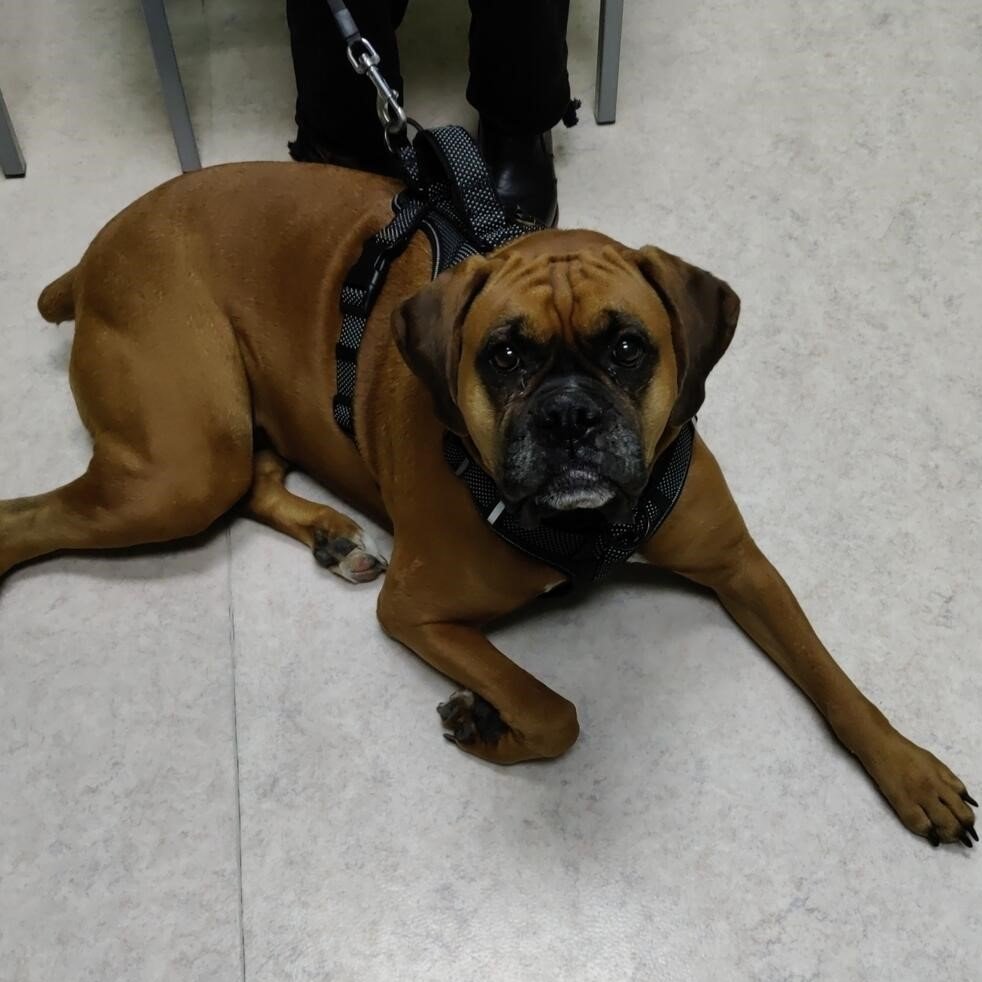 Dog Osteoarthritis