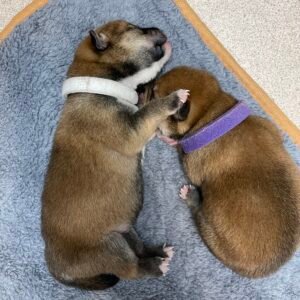 Puppies