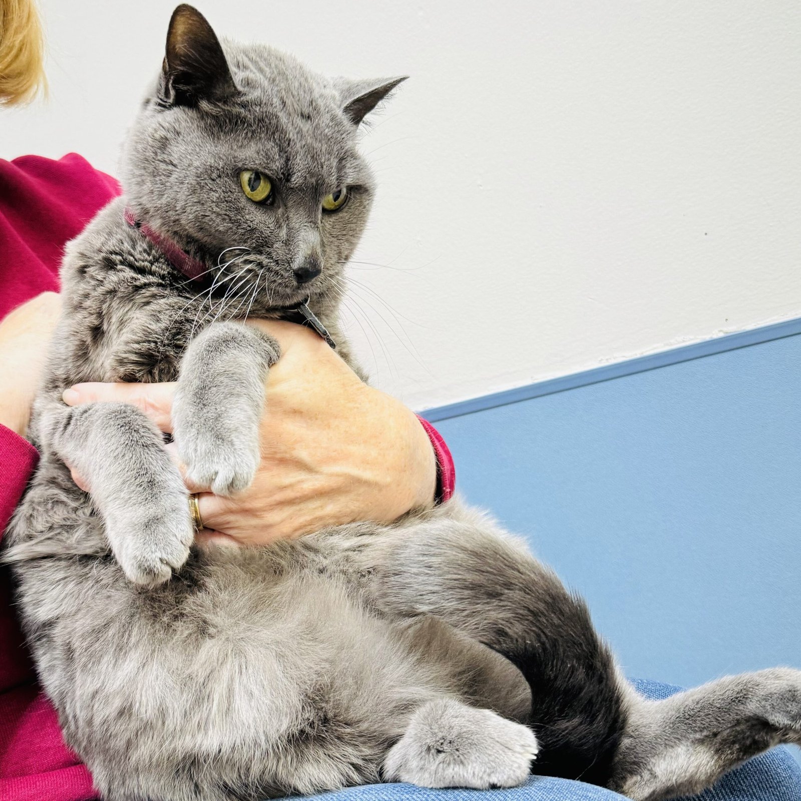 Cat Osteoarthritis