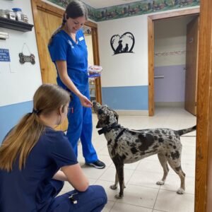 Animal Doctor Behavioral Consultations