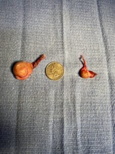 Animal Doctor Cryptorchid Neuter