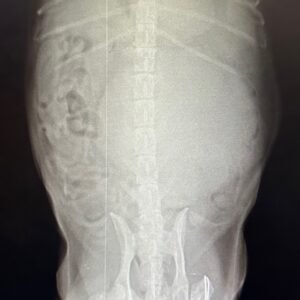 Animal Doctor Radiograph