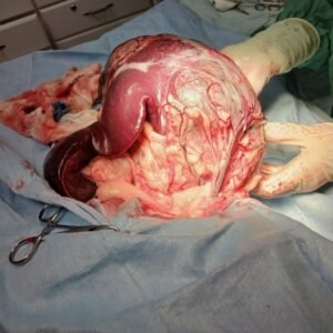 Animal Doctor Splenectomy