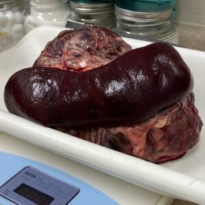 Animal Doctor Splenectomy