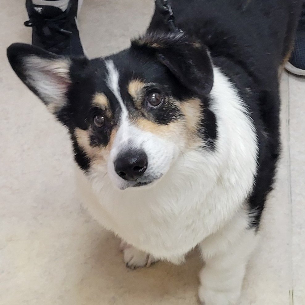 Dog Osteoarthritis