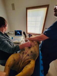 Animal Doctor Abdominocentesis