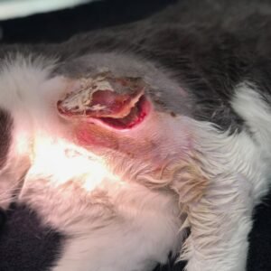 Animal Doctor Abscess Drain/Flush
