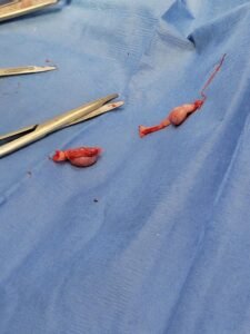 Animal Doctor Cryptorchid Neuter