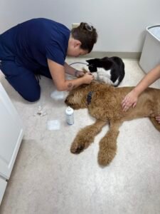 Animal Doctor Ear Infection