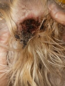 Animal Doctor Ear Infection