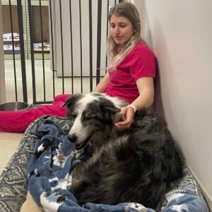Animal Doctor End of Life Care