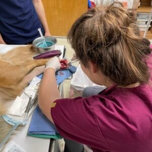 Animal Doctor