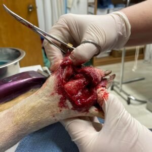 Animal Doctor Abscess Drain/Flush