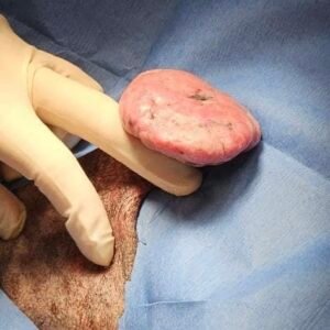 Animal Doctor Biopsy and Histopathology