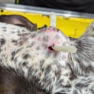 Animal Doctor Abscess Drain/Flush