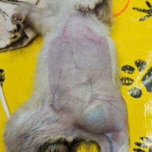 Animal Doctor Hernia Repair