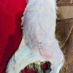 Animal Doctor Hernia Repair