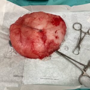 Animal Doctor Biopsy and Histopathology